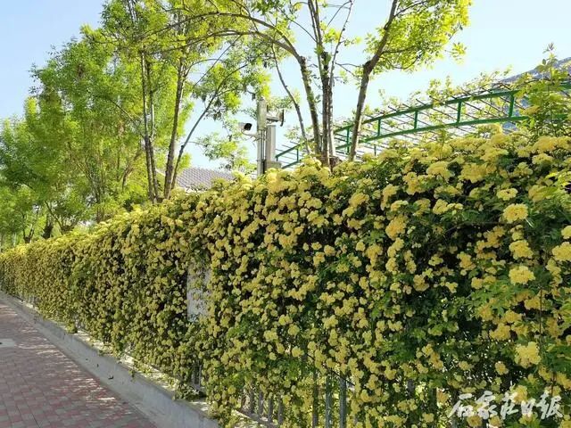 木香花開(kāi)香滿園！石家莊市體育公園的木香花開(kāi)了