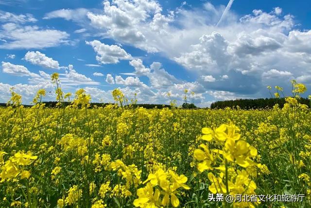 縱情草原 暢玩河北 | 極致盛夏，這樣的御道口草原你看過(guò)嗎？