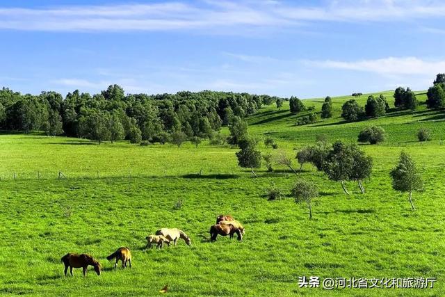 縱情草原 暢玩河北 | 極致盛夏，這樣的御道口草原你看過(guò)嗎？