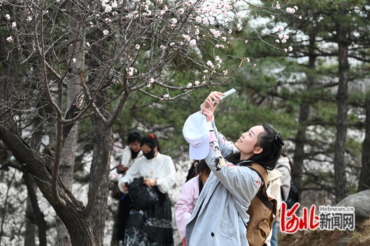 萬畝杏林花似海，贊皇約你上春山！石家莊這些春游線路等你來打卡