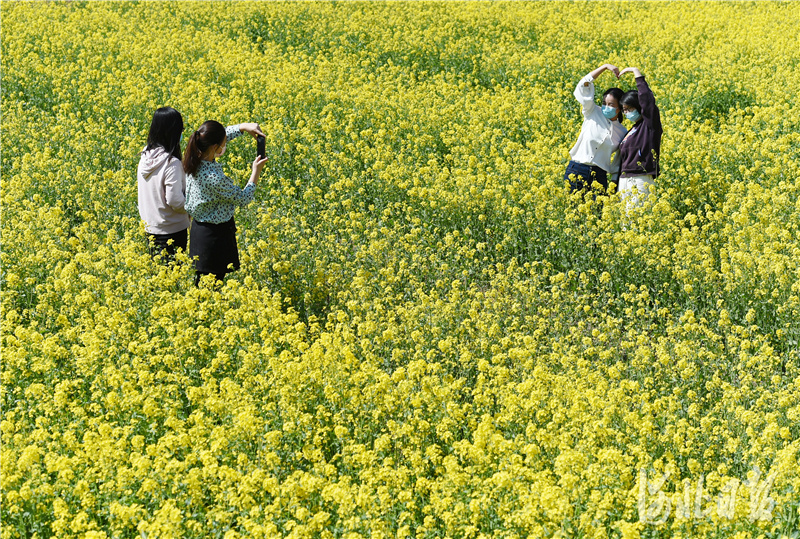 河北邯鄲：油菜花開春意濃