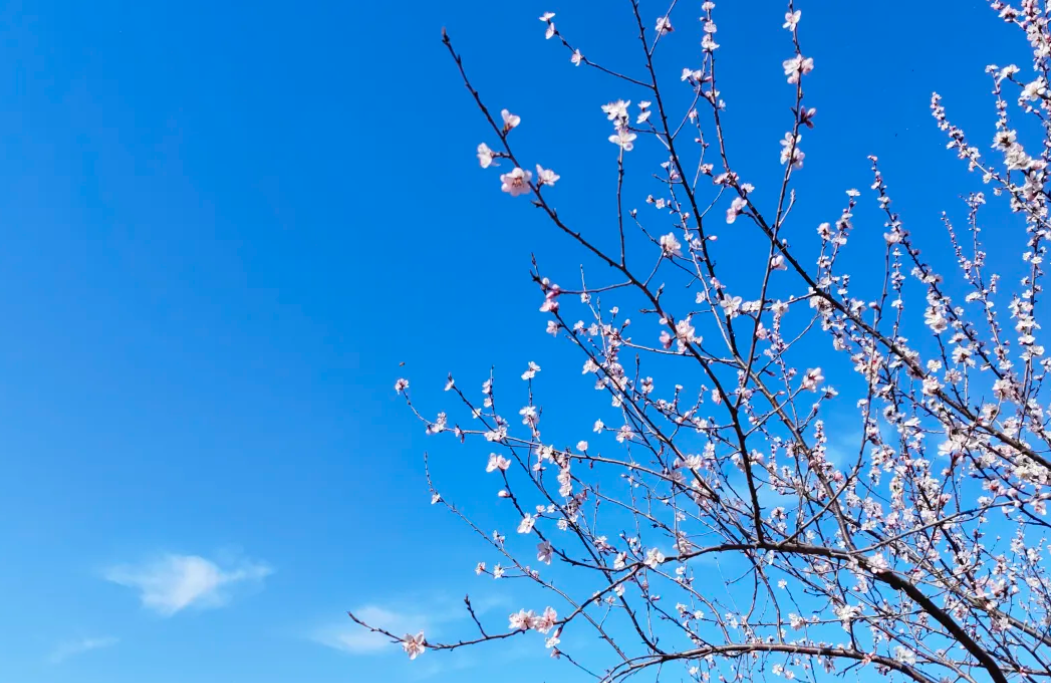 秦皇島杏花林